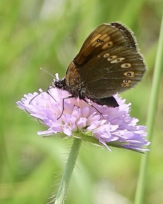 almond-eyed ringlet